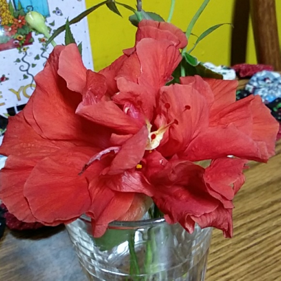 Meet your Posher, Robin - Picture 1 of 1